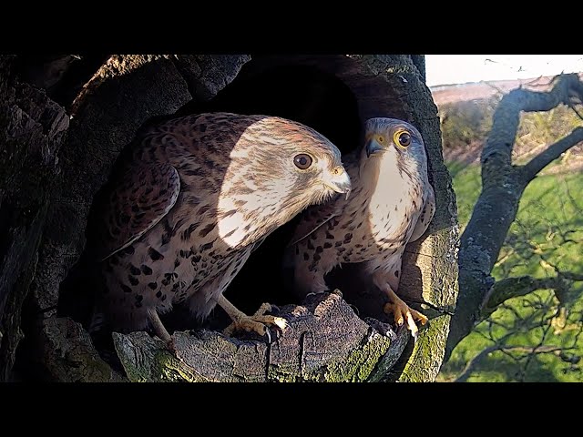 New Kestrel Courtship | Jenny | Robert E Fuller