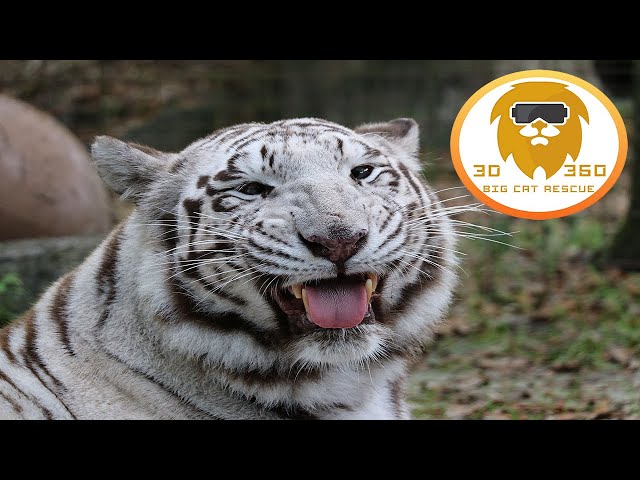 WHITE TIGRESS IN 3D 180VR!