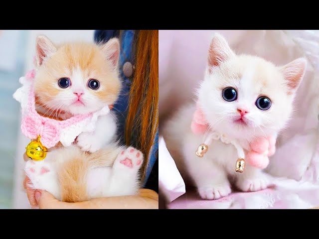 Baby Cats - Cute and Funny Cat Videos Compilation #60 | Aww Animals