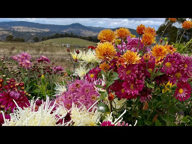 May 2024 (late Autumn) Australian Flower Farm / Cutting Garden Tour.