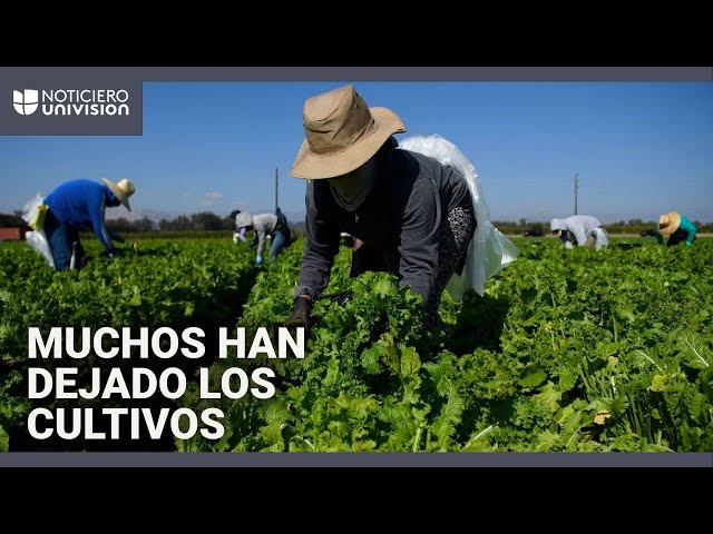 Operativos de ICE causan temor entre trabajadores agrícolas en Oxnard, California