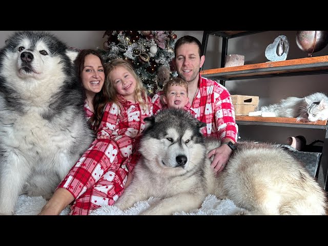 Our Xmas Day Routine With 2 Dogs 2 Cats And 2 Kids!!