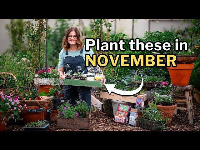 NOVEMBER PLANTING GUIDE: Top Veggies, Flowers, and Herbs for Your Fall Garden