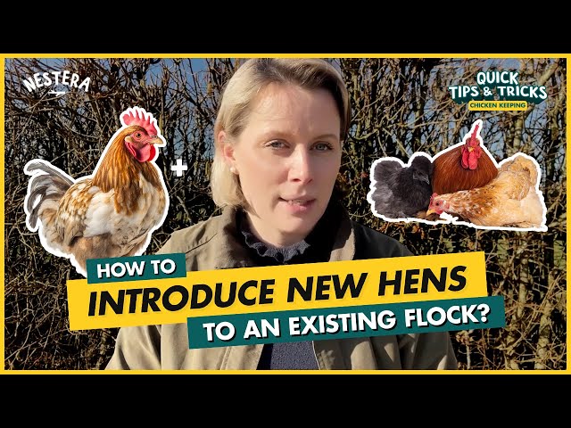 How to introduce new hens to an existing flock