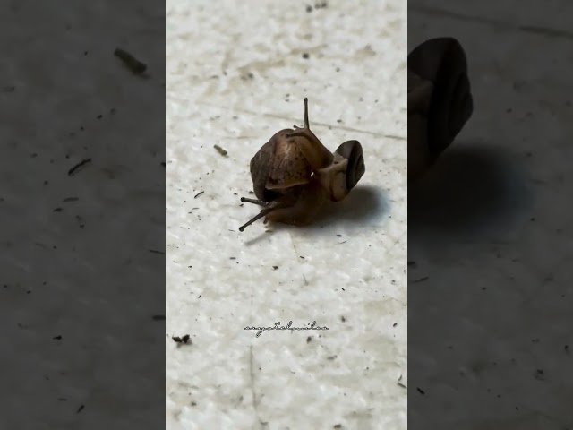 Tiny Little Snails #CM_o8o1