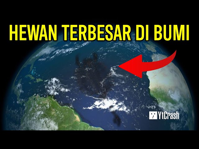 DISEBUT DALAM AL QUR’AN DAN AL KITAB IBRANI, INILAH HEWAN TERBESAR DI BUMI - LEVIATHAN