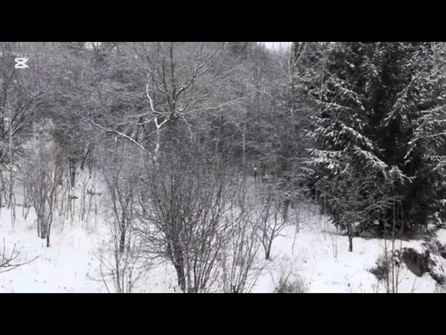 Eleven HRS Forest Deep Snow Video for Relaxation, Stress and Anxiety Relief and Deep Sleep