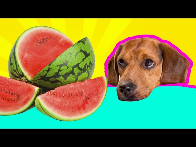 YES or NO!!? Can Dogs Eat Watermelon!? Part 1