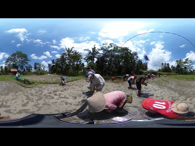 Rice Planting at Emas Hitam Farm, Petulu (VR, Cowherd CC BY) Bali18