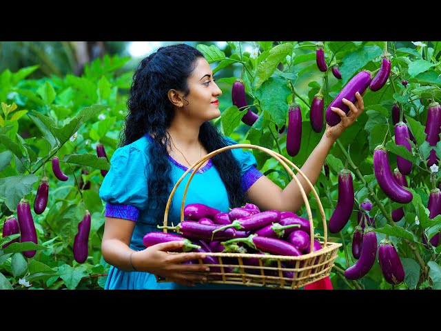 Sri Lankan Snacks with Farm Fresh Brinjals 🍆 Brinjal Curry & Fried Brinjals + Dragon Fruit Pudding