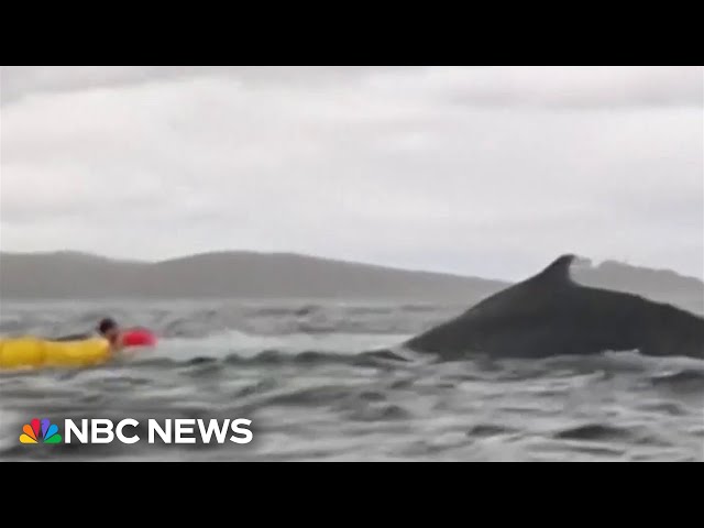 Video appears to show kayaker swallow whale in Chile