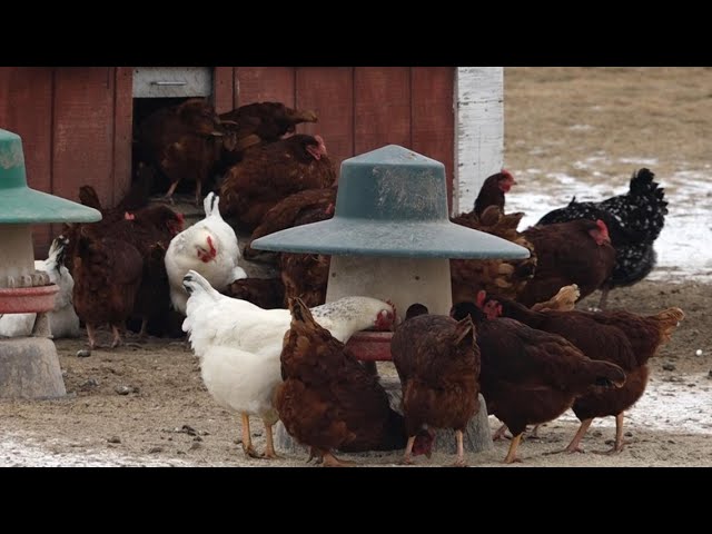 Local egg farmers see a boom in business as grocery stores scramble