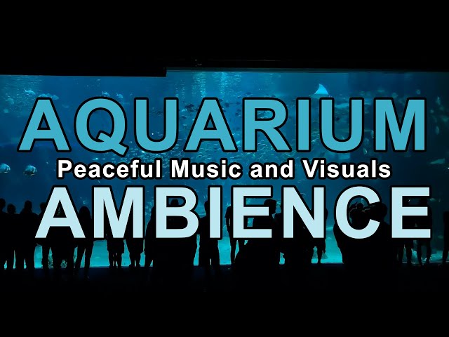 Aquarium Ambience: A Relaxing Journey Underwater | Fish, Sharks, Rays & More