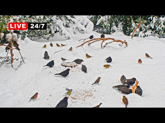 🔴24/7 LIVE CAT TV NO ADS😺 Lots of Birds in Snow for Cats to Watch and Slap