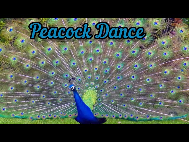 Beautiful peacock dancing, natural sounds, 4k #peacock #peacockdance  #manjaprackaran #irishmallu