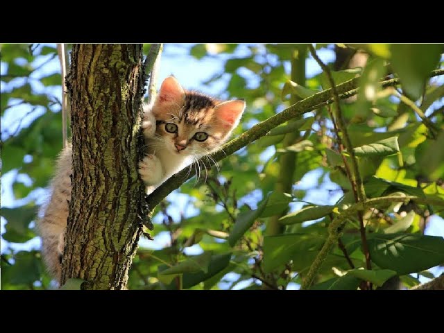 Baby Cats    Funny cats  videos 37 HD