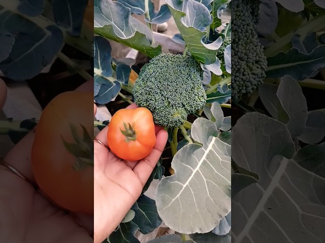 Tomato And Broccoli Harvest #vegetables #organic #garden #shorts #trending @OrganicGardening1918