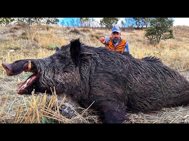 HUNTING the BEAST: INCREDIBLE Shots on WILD BOARS, EPIC Hunting Scenes!