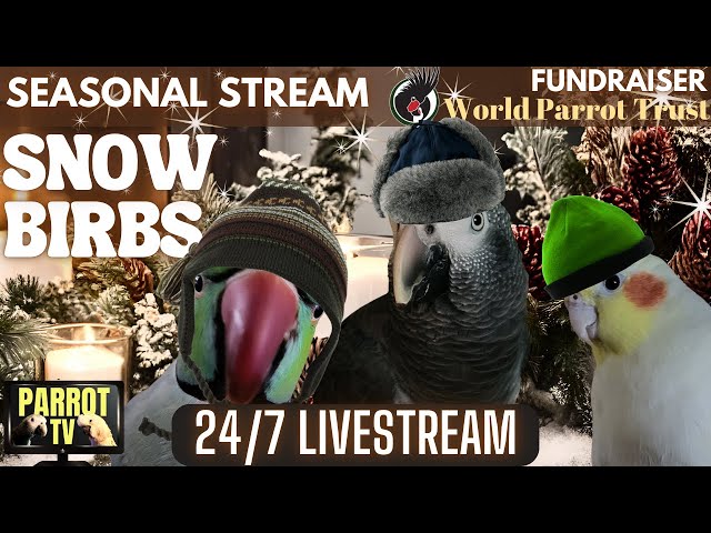 Winter Snow Birbs | Cozy Calm Piano w/Nature Sounds & Crackling Fire for Birds | Parrot Town TV ❄️🦜🔥