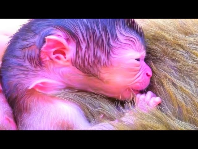 From Birth, Baby Monkey and Mother's Sweet Connection