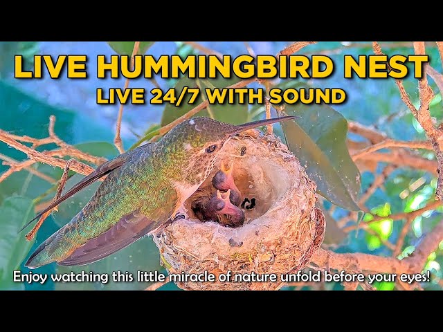 🔴 LIVE 24/7 🔊 HUMMINGBIRD NEST CAM. Watch Beautiful Olive and her Chicks from Egg to Fledge.