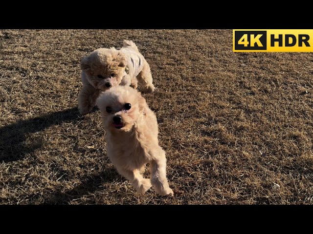 📹📎[4K HDR] Walk around | 강아지 산책 | 횟집 | Dog Walking | Korean style raw fish |