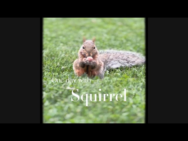 One day with squirrels🐿️#squirrel