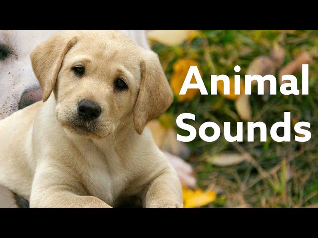 Animal sounds Cute Babies Playing With Dogs Compilation | Funny Baby And Pets