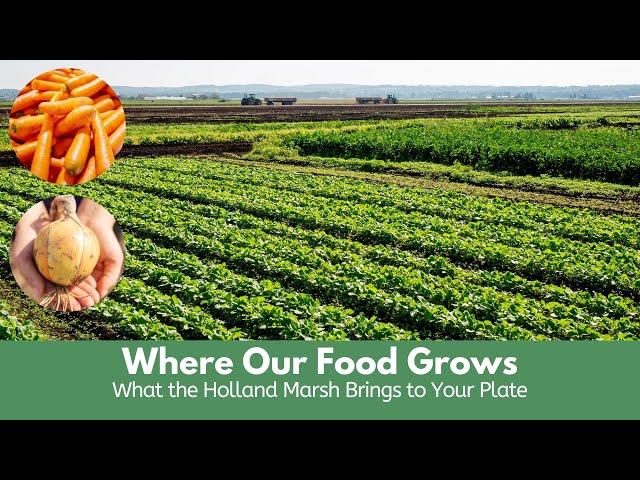 Where do your Vegetables Come From? | Produce Made Simple