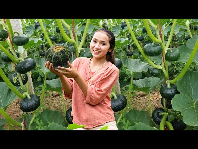 Harvesting Baby Pumpkins & Fresh Produce for Market Day – Caring for Animals on the Farm