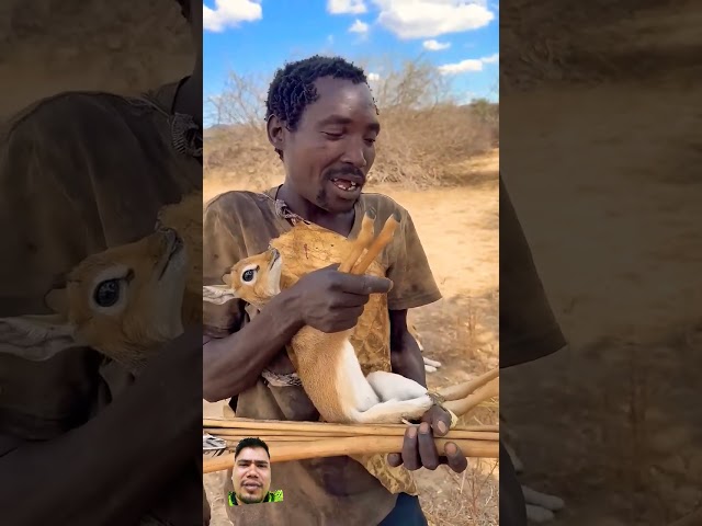 african wildlife hunting baby deer #wildlife #africa #documentary #animals #hadzatribe #bushlife