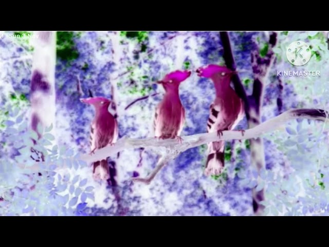 In The Night Garden Birds Compilation In G Major 90 V2