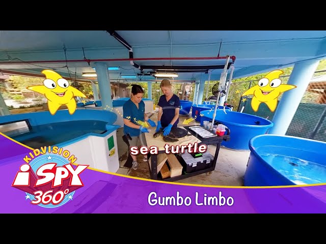 Sea Turtle Rehabilitation Center iSpy 360° | Gumbo Limbo |  KidVision