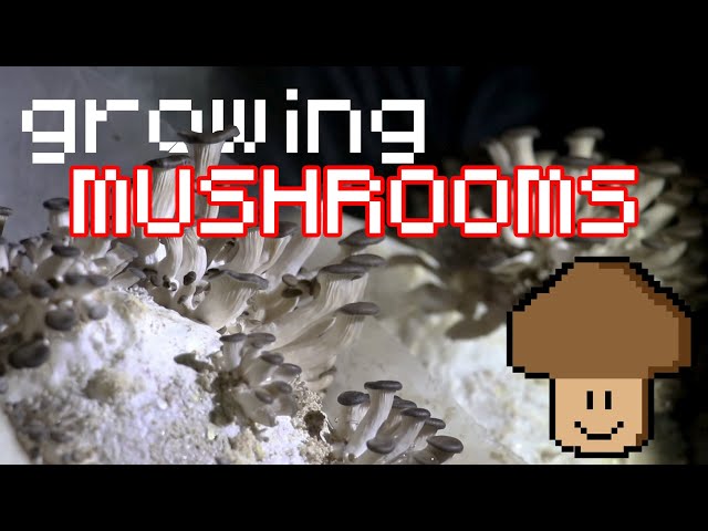 Growing mushrooms in shipping containers!