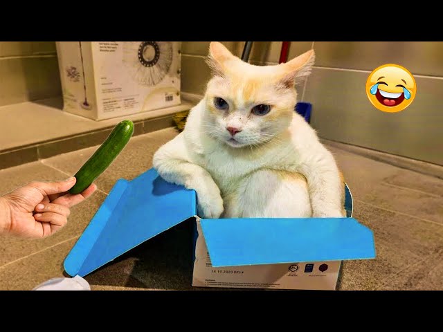 The Most Adorable Animal Videos 🐾 Cats & Dogs Compilation to Make You LOL!