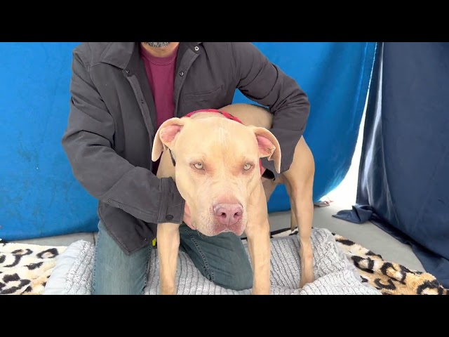 A5525085 Jensen | Pitbull