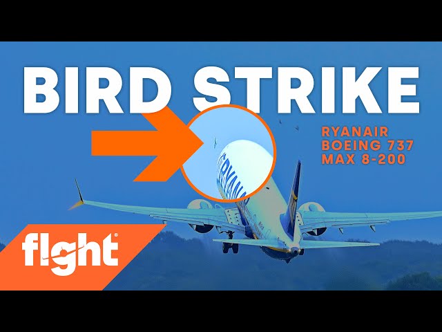 Airplane bird strike caught on camera!