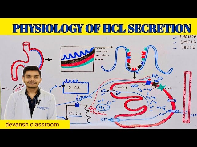 Physiology of HCL SECRETION ||HCL secretion by perietal cell