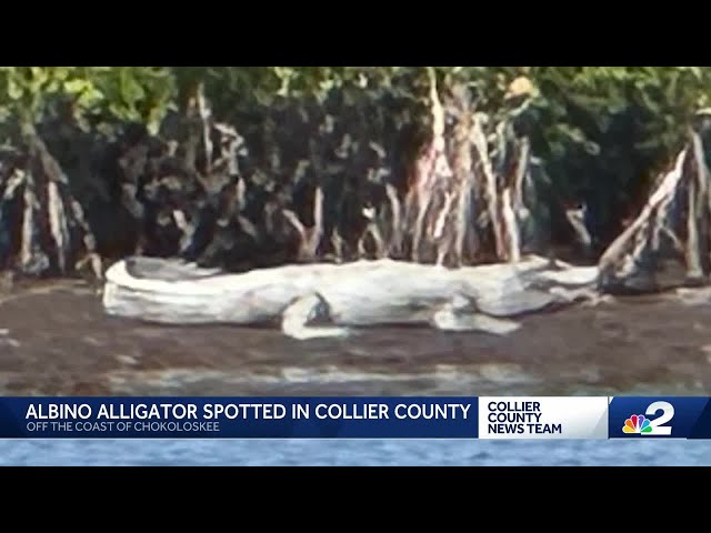 Extremely rare albino alligator spotted in Ten Thousand Islands