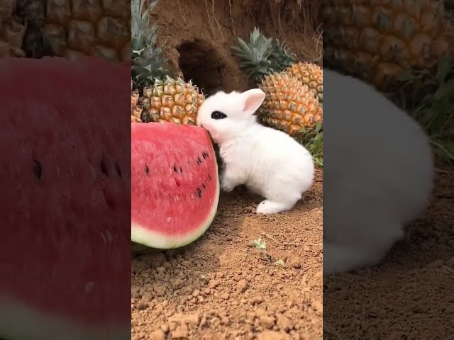 Little rabbit eating fruit #cute pet #little yellow duck #dog