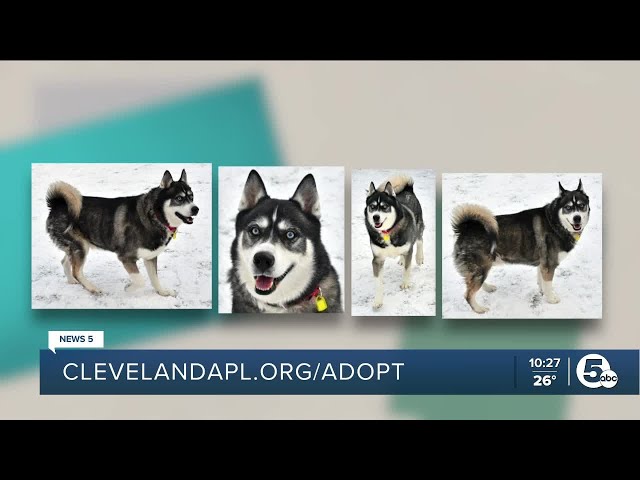 Cleveland APL Pet of the Week: An 8-year-old dog perfect for the winter weather