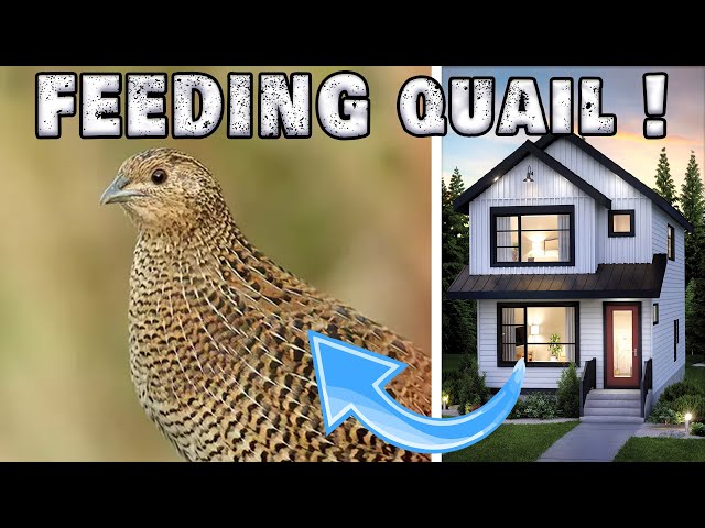 HOW DO I KEEP A Quail AT HOME!!