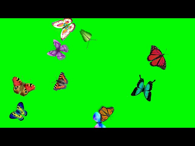 Butterfly effect flying green screen | Butter fly flying green screen for video edit | No copyright