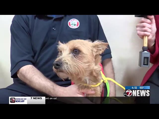 Furry Friend Friday: 9 year old Yorkshire Terrier