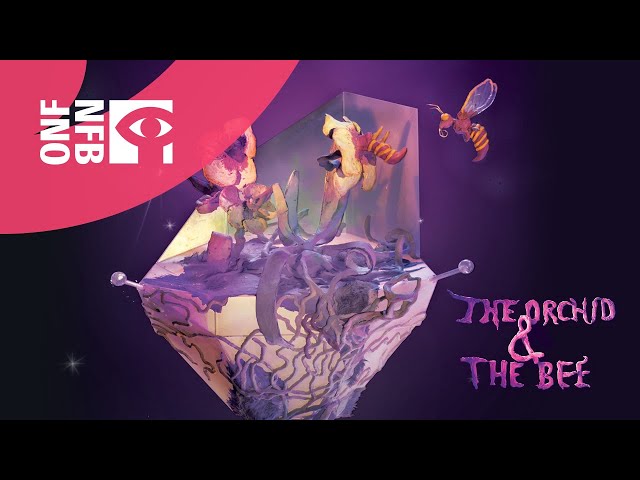 The Orchid and the Bee (360º video)