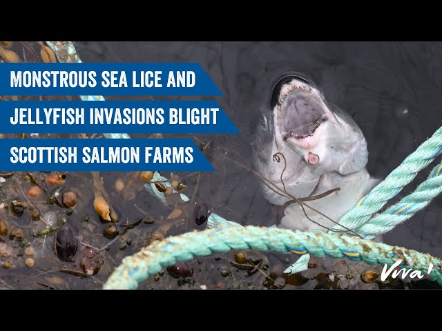 Monstrous sea lice and jellyfish invasions blight Scottish salmon farms!