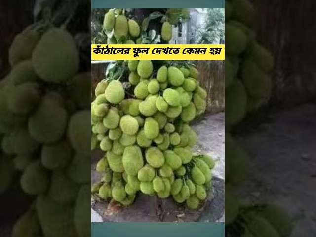 কাঁঠালের ফুল দেখা যায় না কেন? আসল রহস্য জানুন!