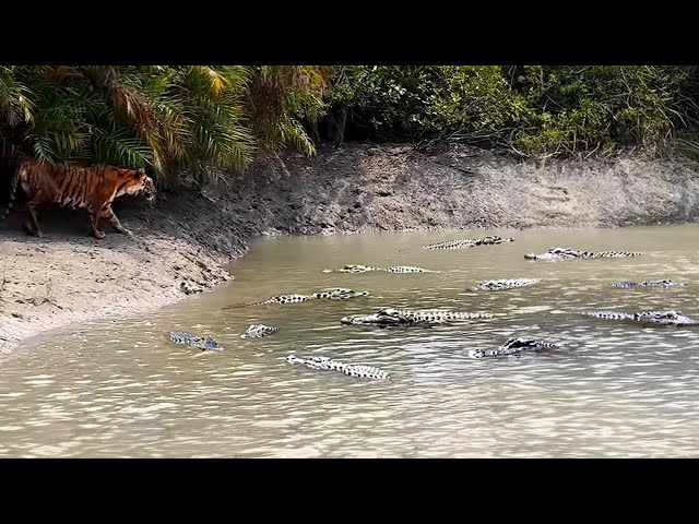 NIAT MEMANGSA BUAYA TAPI HARIMAU MALAH JADI MANGSA !! 8 Pertarungan SERU Harimau Dan Singa VS Buaya