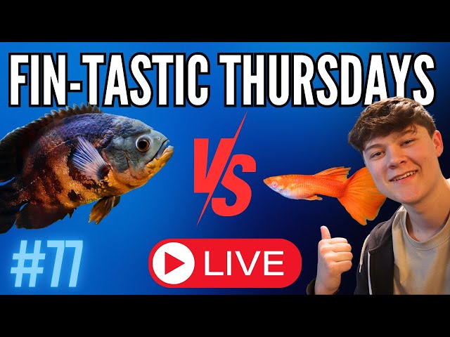 🔴 BIG VS SMALL Fish! Which Do YOU Like Better? (EP77) 🔴