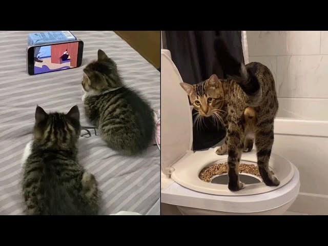 Funny Hilarious Cat Videos